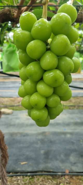 샤인머스마님의 자유주제 · 자유게시판 작성글 사진