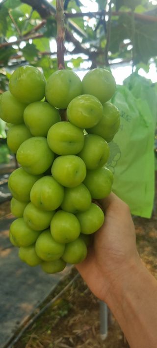 샤인머스마님의 자유주제 · 자유게시판 작성글 사진