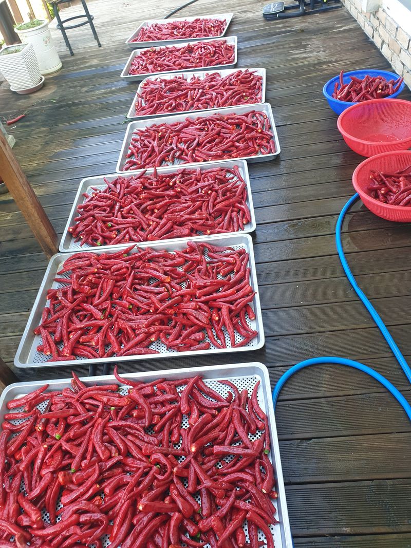 알 수 없음님의 장터 판매 상품 [고추가루] 첨부 사진