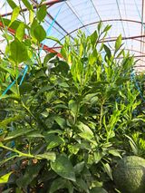 팜모닝 귤·영농일지 게시글 이미지