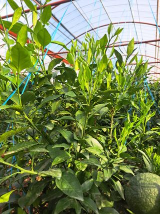 🍊수정농님의 귤 · 영농일지 작성글 사진