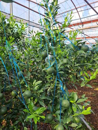 🍊수정농님의 귤 · 영농일지 작성글 사진