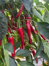 팜모닝 고추·영농일지 게시글 이미지