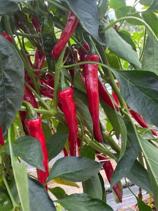 정연희님의 고추 · 영농일지 작성글 사진