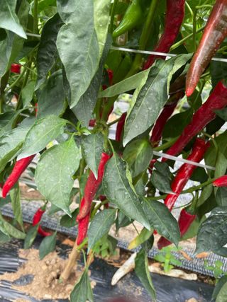 정연희님의 고추 · 영농일지 작성글 사진