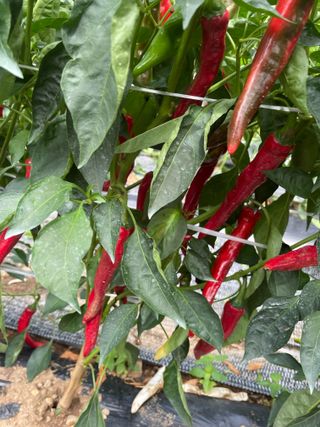 정연희님의 고추 · 영농일지 작성글 사진