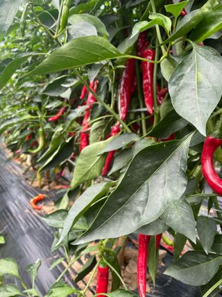 정연희님의 고추 · 영농일지 작성글 사진