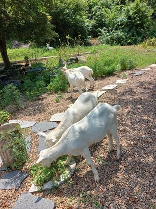 공주카페무릉농원님의 자유주제 · 자유게시판 작성글 사진