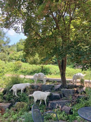 공주카페무릉농원님의 자유주제 · 자유게시판 작성글 사진