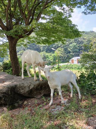 공주카페무릉농원님의 자유주제 · 자유게시판 작성글 사진
