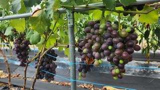 이상보님의 농사, 무엇이든 물어보세요! · 참여글 작성글 사진