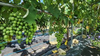 이상보님의 농사, 무엇이든 물어보세요! · 참여글 작성글 사진