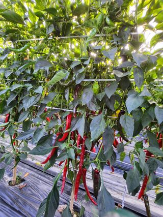 김창순님의 자유주제 · 자유게시판 작성글 사진