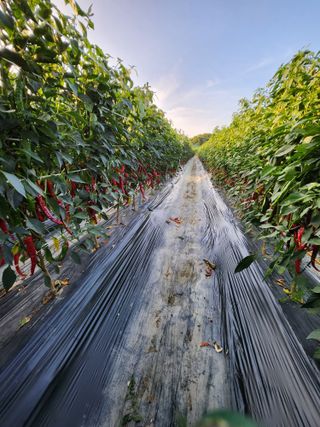 김창순님의 자유주제 · 자유게시판 작성글 사진