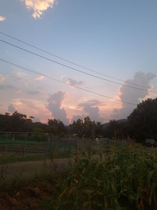 로즈마리님의 들깨 · 영농일지 작성글 사진