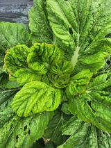 팜모닝 배추·병해충상담 게시글 이미지