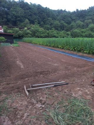 중딩농부정성엽님의 배추 · 영농일지 작성글 사진