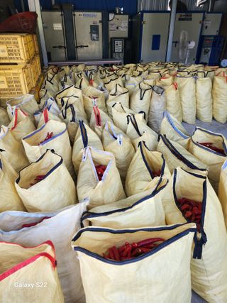 김동철(고추,사과)님의 고추 · 영농일지 작성글 사진