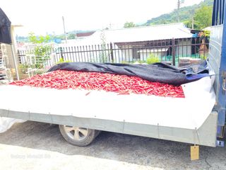 이윤미님의 자유주제 · 자유게시판 작성글 사진