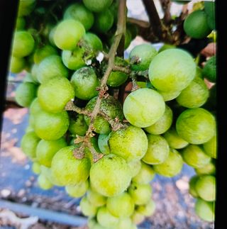 W님의 포도 · 병해충상담 작성글 사진