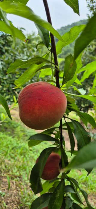 이상윤님의 농사, 무엇이든 물어보세요! · 참여글 작성글 사진