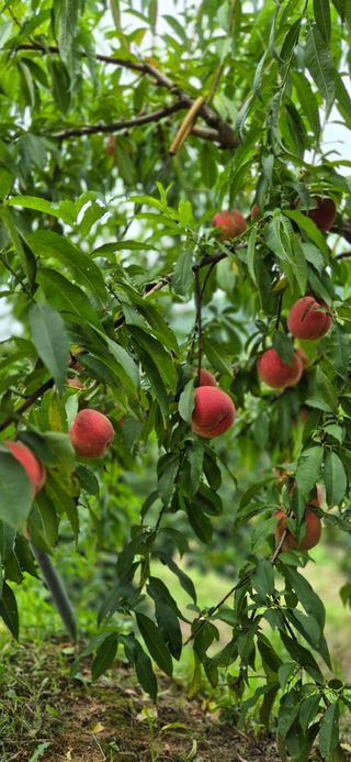 이상윤님의 농사, 무엇이든 물어보세요! · 참여글 작성글 사진