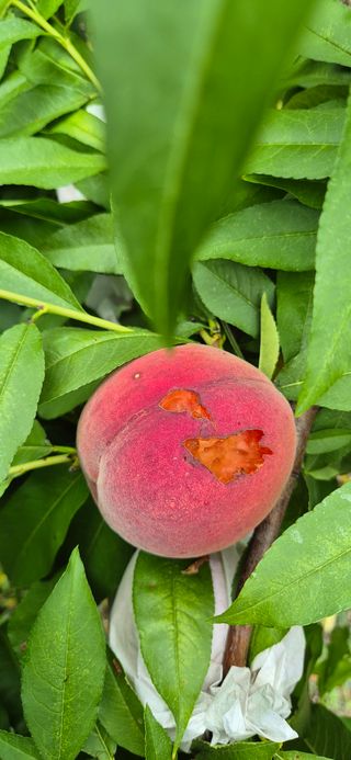 이상윤님의 농사, 무엇이든 물어보세요! · 참여글 작성글 사진