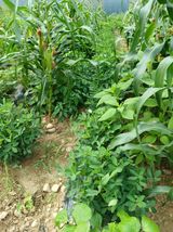 팜모닝 자유주제·자유게시판 게시글 이미지