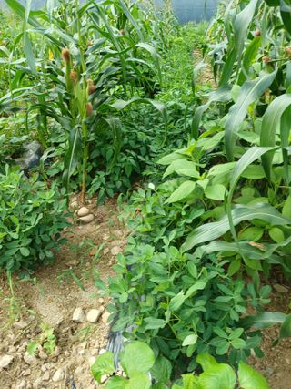 농사정보배우고싶어요님의 자유주제 · 자유게시판 작성글 사진