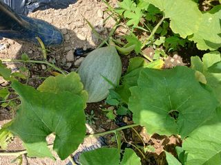 농사정보배우고싶어요님의 자유주제 · 자유게시판 작성글 사진