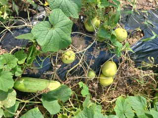 농사정보배우고싶어요님의 자유주제 · 자유게시판 작성글 사진