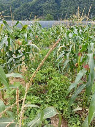 농사정보배우고싶어요님의 자유주제 · 자유게시판 작성글 사진