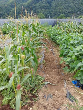 농사정보배우고싶어요님의 자유주제 · 자유게시판 작성글 사진