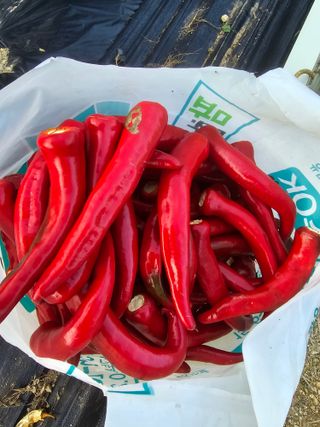 권춘화님의 고추 · 영농일지 작성글 사진