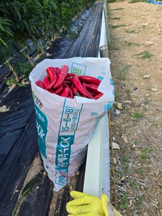 권춘화님의 고추 · 영농일지 작성글 사진