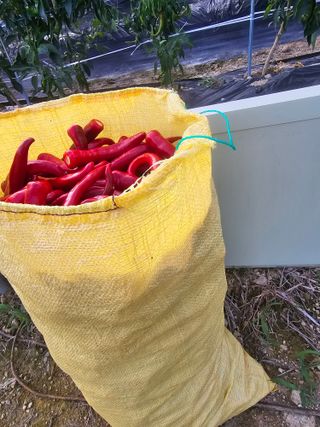 권춘화님의 고추 · 영농일지 작성글 사진