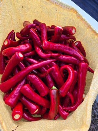 권춘화님의 고추 · 영농일지 작성글 사진