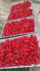 팜모닝 고추·영농일지 게시글 이미지