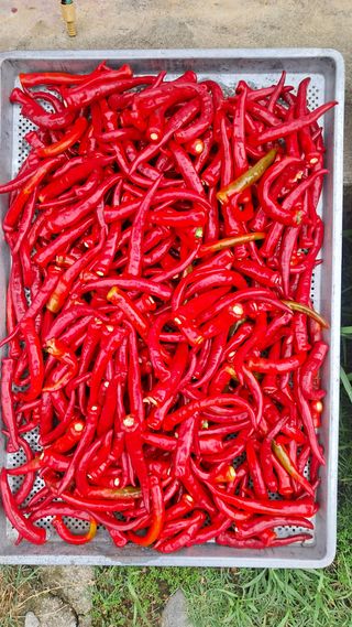 신이기님의 고추 · 영농일지 작성글 사진