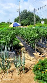 팜모닝 고추·영농일지 게시글 이미지