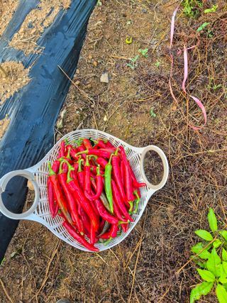 성범현님의 자유주제 · 자유게시판 작성글 사진