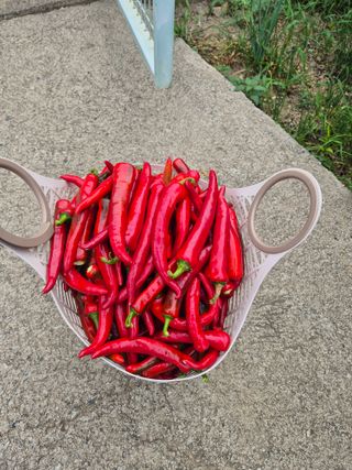 성범현님의 자유주제 · 자유게시판 작성글 사진