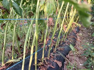 고추6833님의 참깨 · 자유게시판 작성글 사진