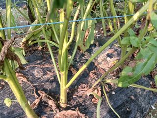 고추6833님의 참깨 · 자유게시판 작성글 사진