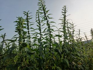 고추6833님의 참깨 · 자유게시판 작성글 사진