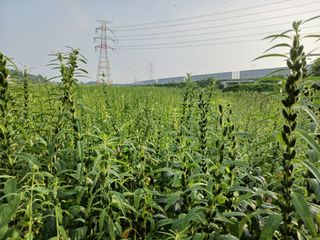 고추6833님의 참깨 · 자유게시판 작성글 사진