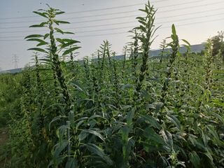 고추6833님의 참깨 · 자유게시판 작성글 사진