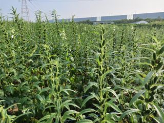 고추6833님의 참깨 · 자유게시판 작성글 사진