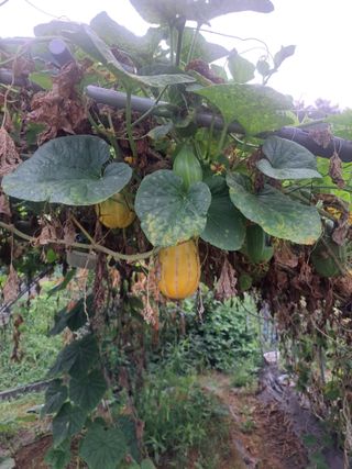 온시디움님의 자유주제 · 자유게시판 작성글 사진