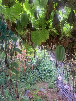 온시디움님의 자유주제 · 자유게시판 작성글 사진